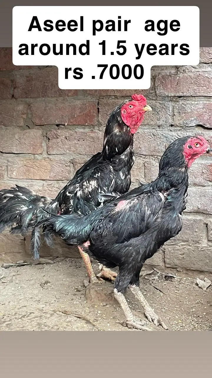 aseel miamwali home breed for sale — photo 6