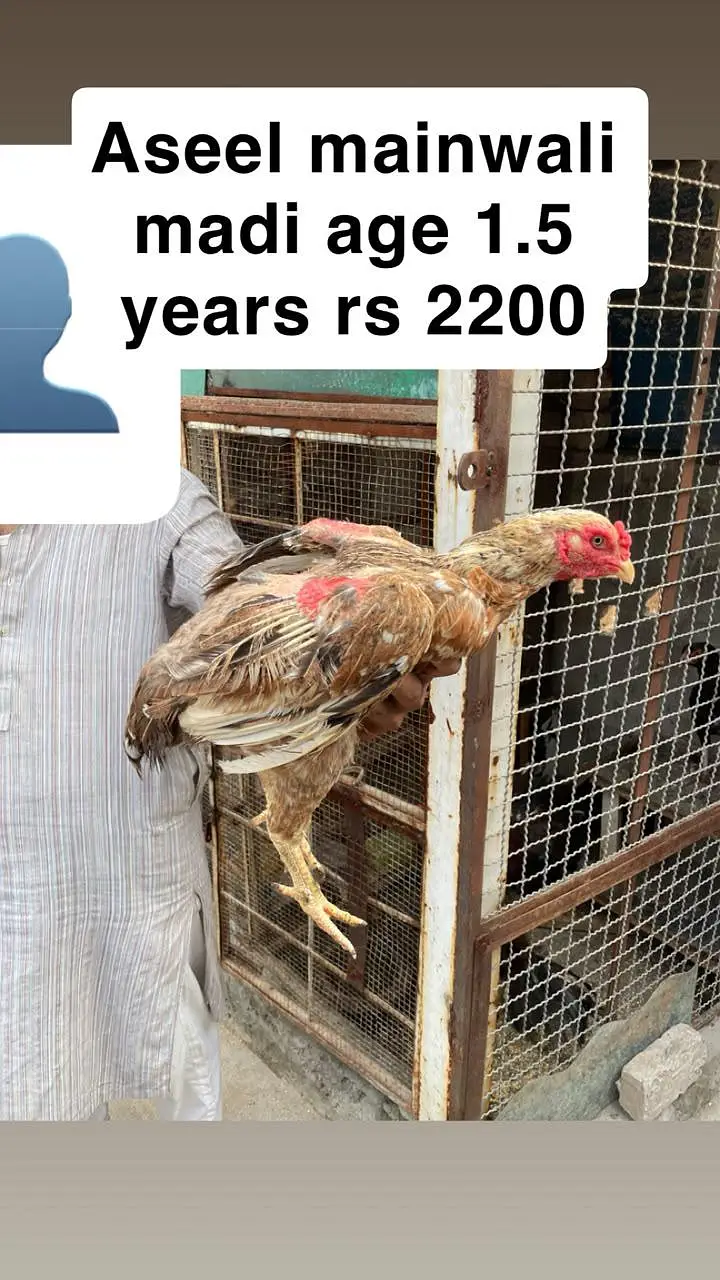aseel miamwali home breed for sale — photo 8