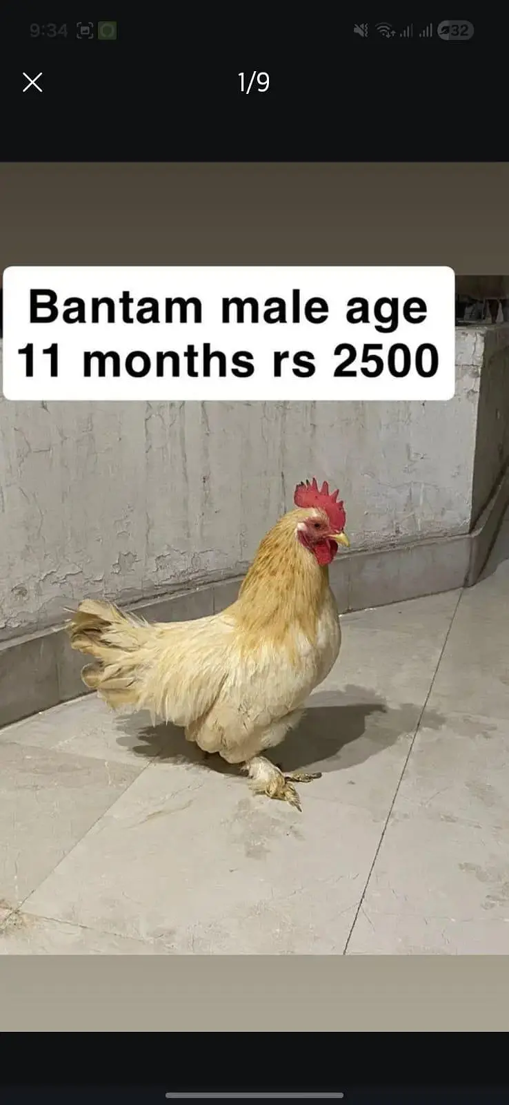 aseel miamwali home breed for sale — photo 9