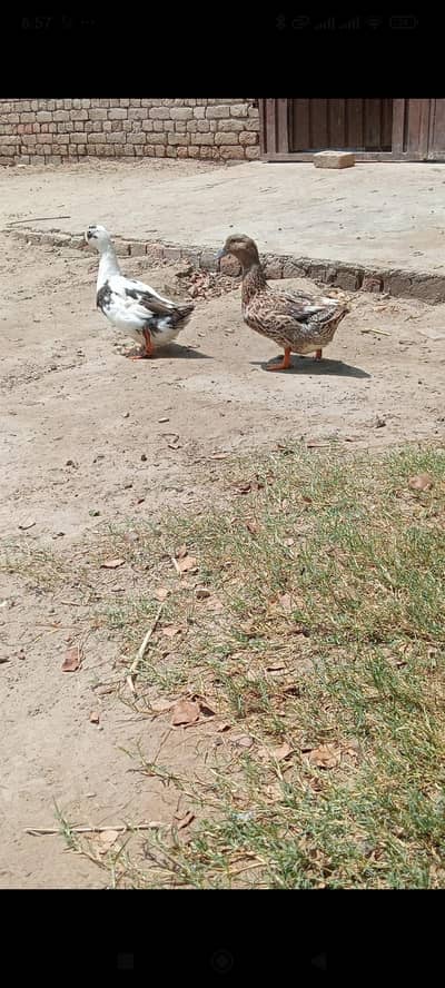 ducks