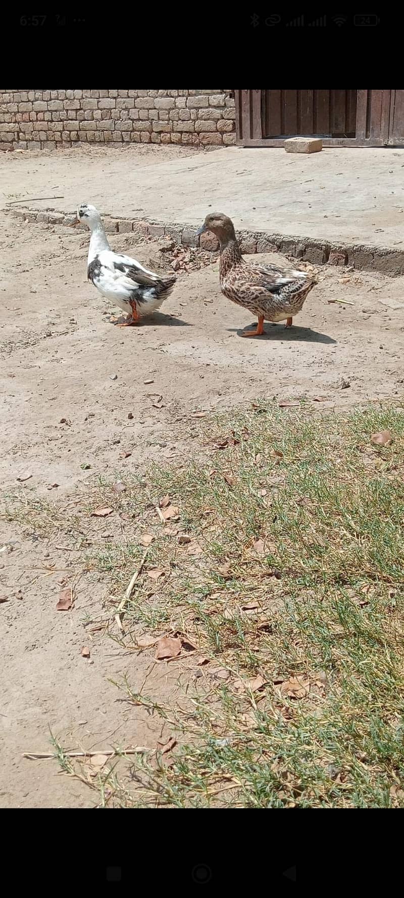 ducks 0
