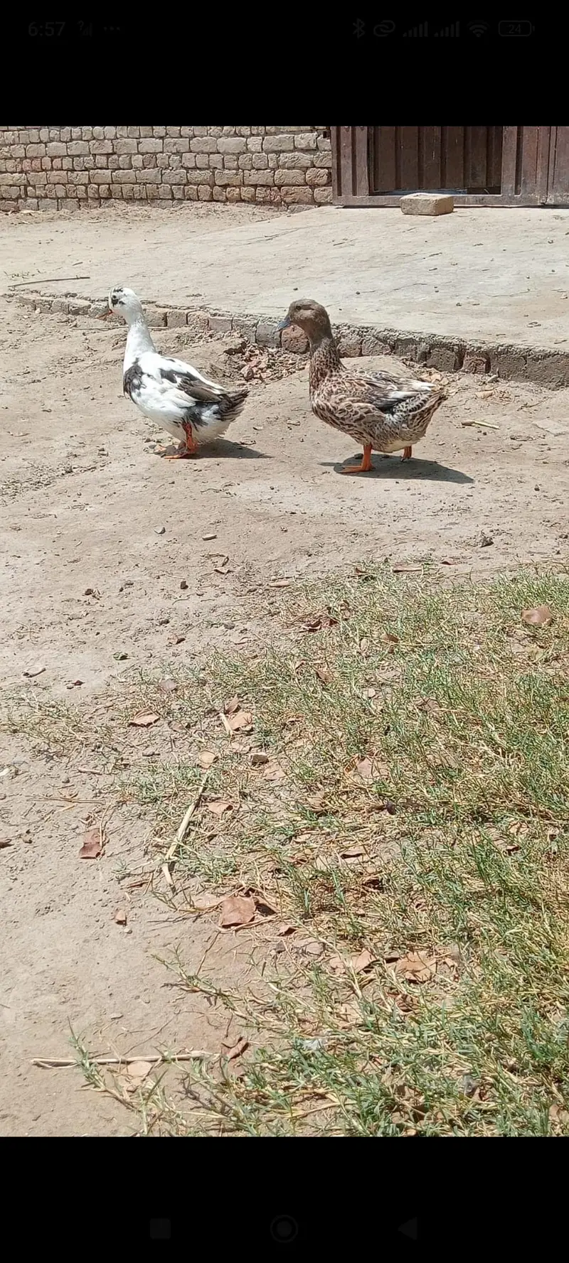ducks