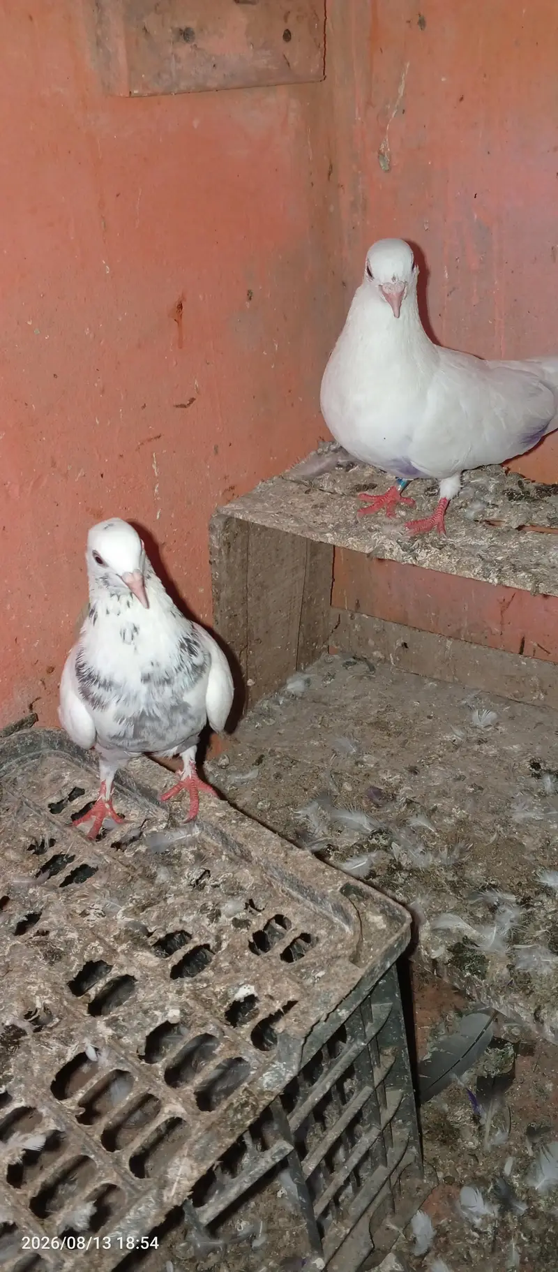 low flayer pair — photo 3
