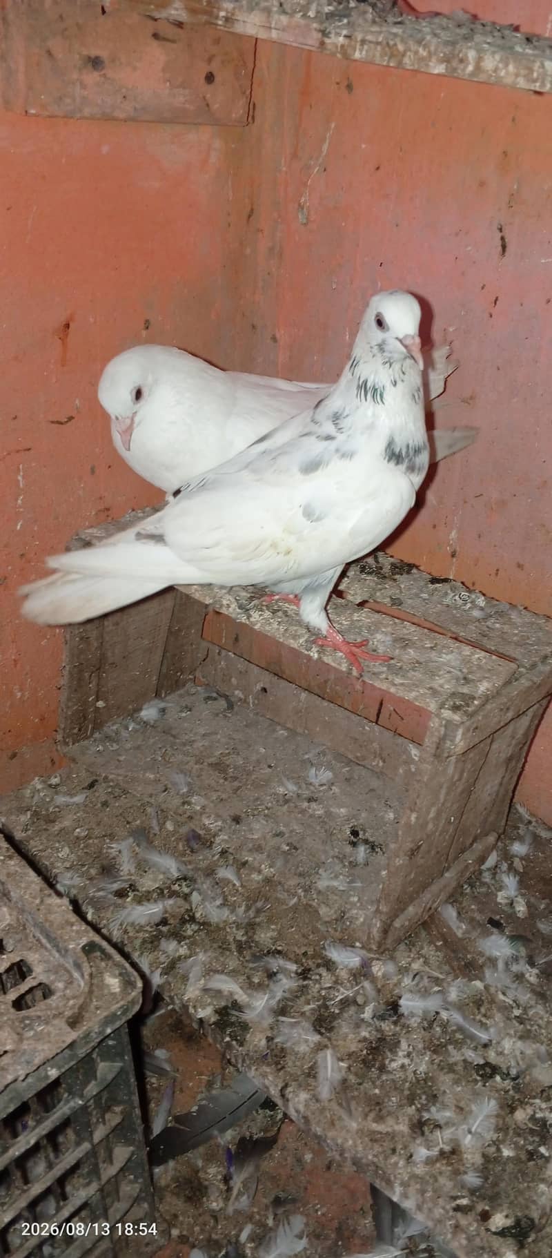 low flayer pair 3