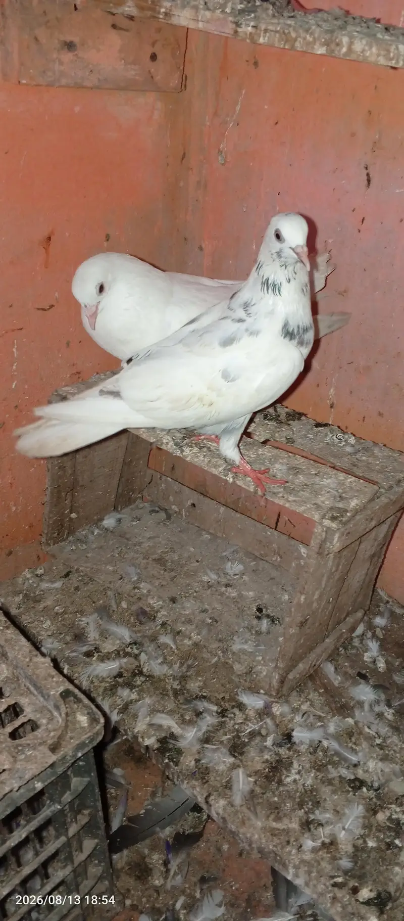 low flayer pair — photo 4