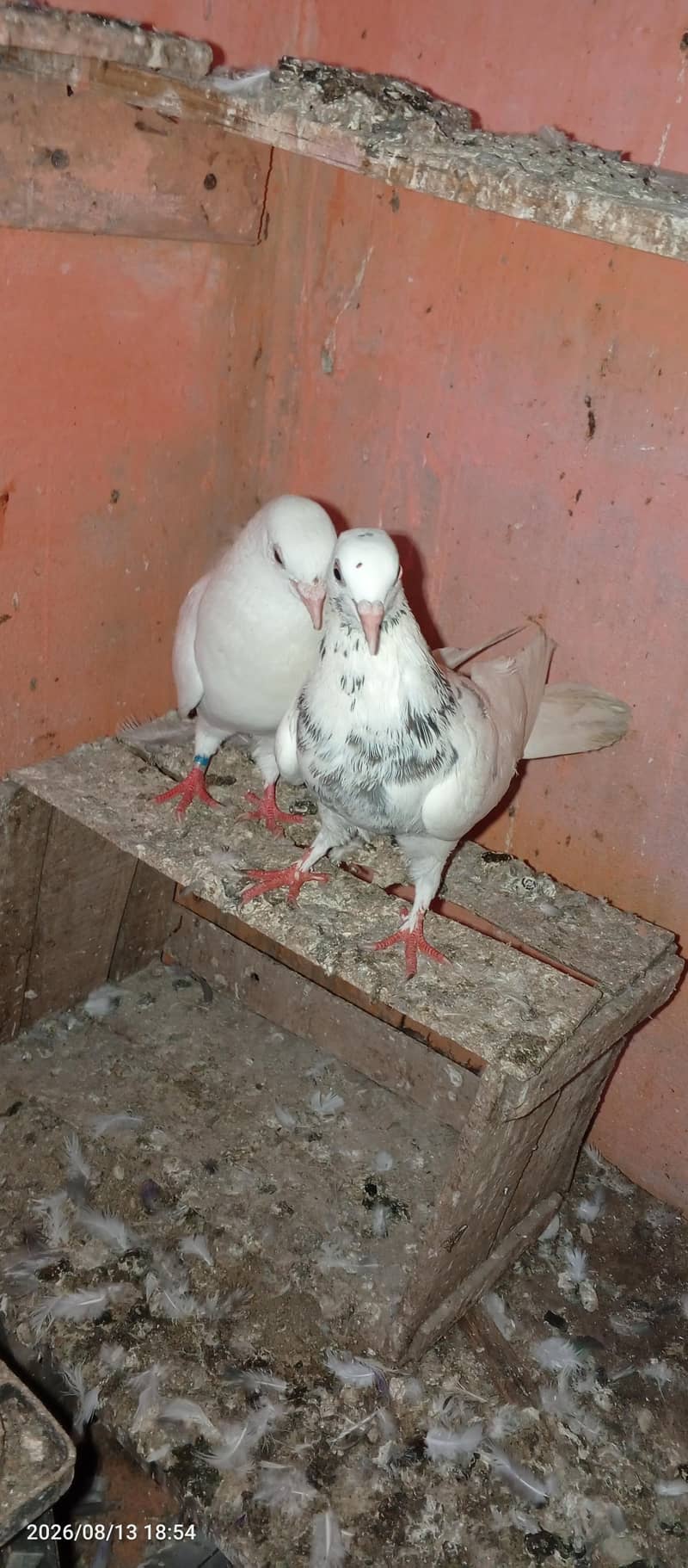low flayer pair 4