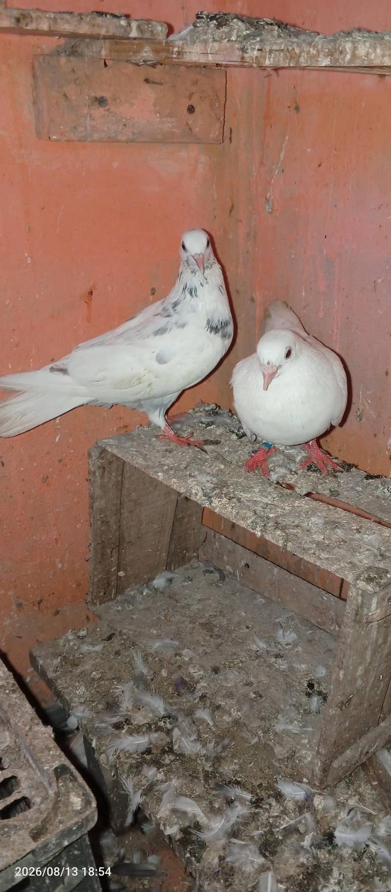 low flayer pair 6