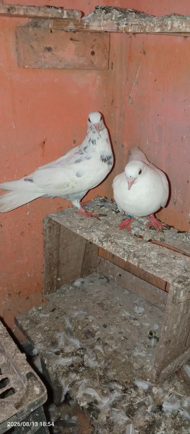 low flayer pair — photo 7
