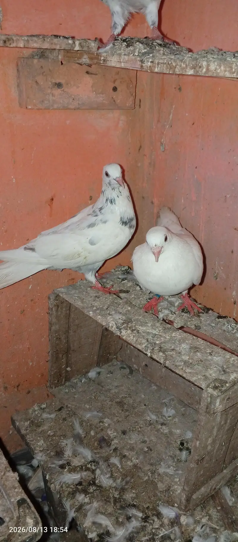 low flayer pair — photo 10
