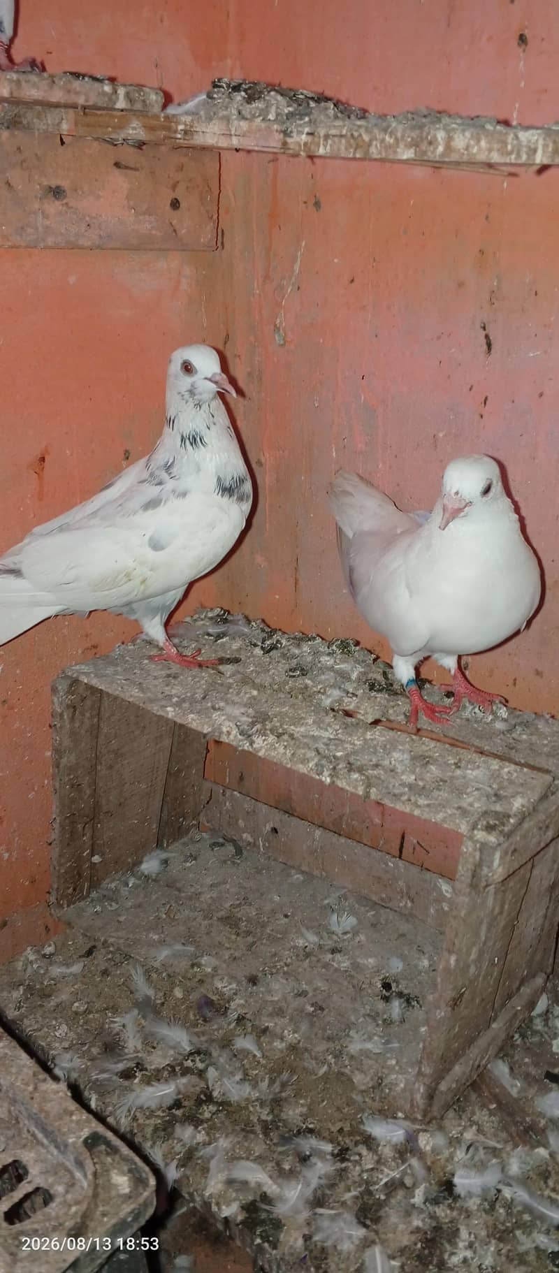 low flayer pair 11