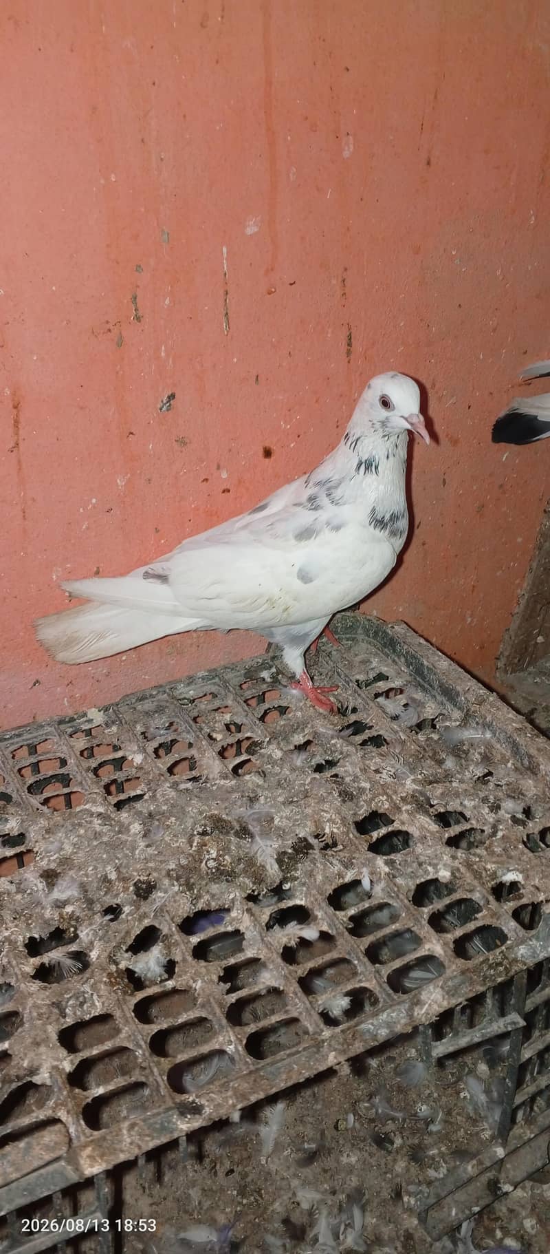 low flayer pair 13