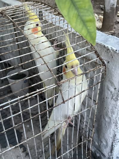 Red eyes cocktail for sale