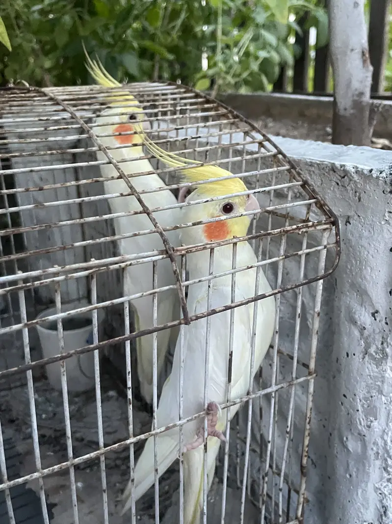 Red eyes cocktail for sale — photo 3