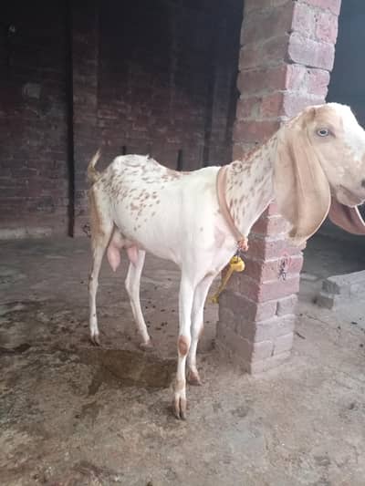 Makhi chini Bakri