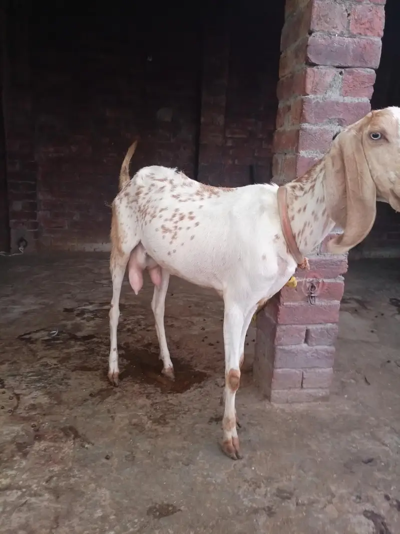 Makhi chini Bakri — photo 2