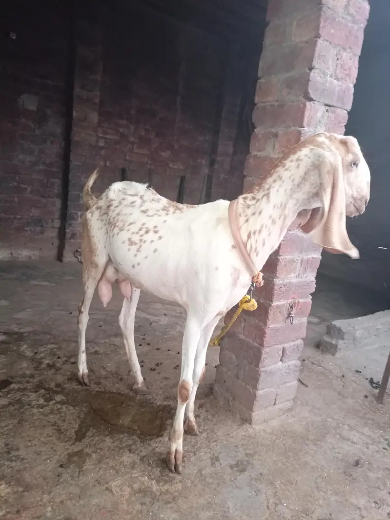 Makhi chini Bakri — photo 3