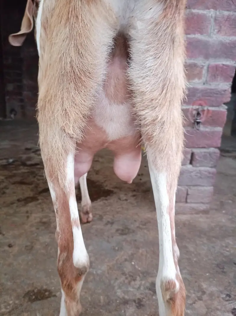 Makhi chini Bakri — photo 4