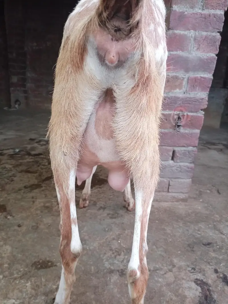 Makhi chini Bakri — photo 5
