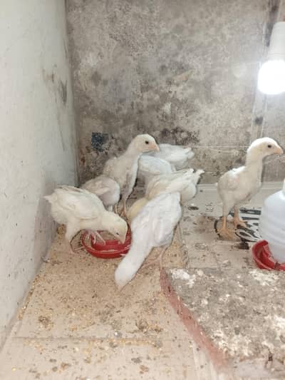 Shamo chicks 1.5 month for sale (2 male 1 female)