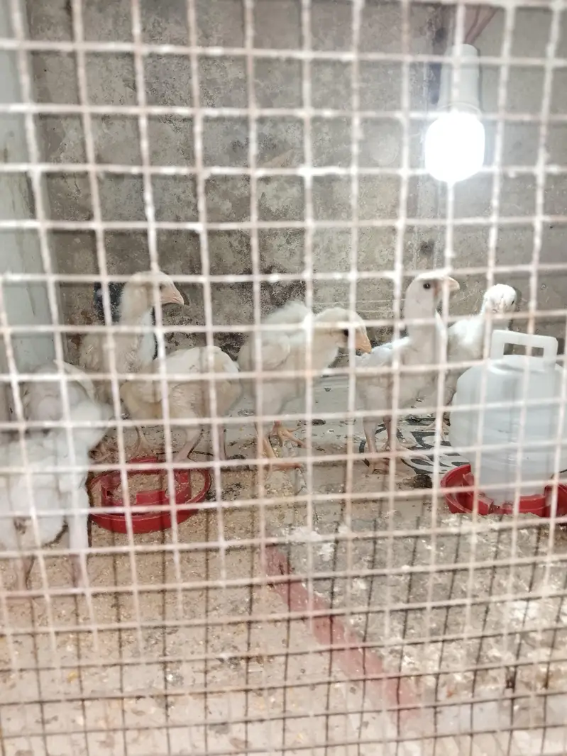 Shamo chicks 1.5 month for sale (2 male 1 female) — photo 2