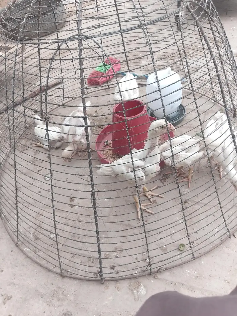 Shamo chicks 1.5 month for sale (2 male 1 female) — photo 3