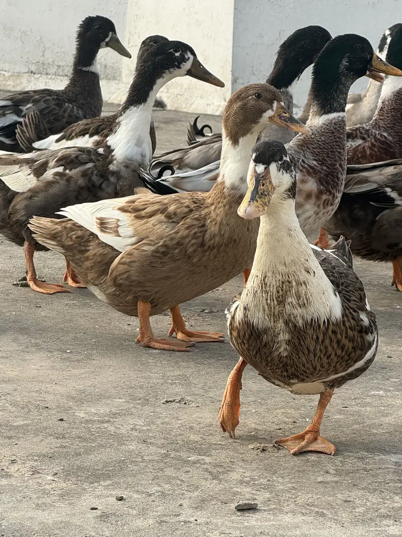 Healthy and beautiful ducks for sale. — photo 2