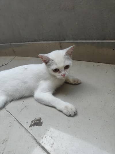 beautiful white cat