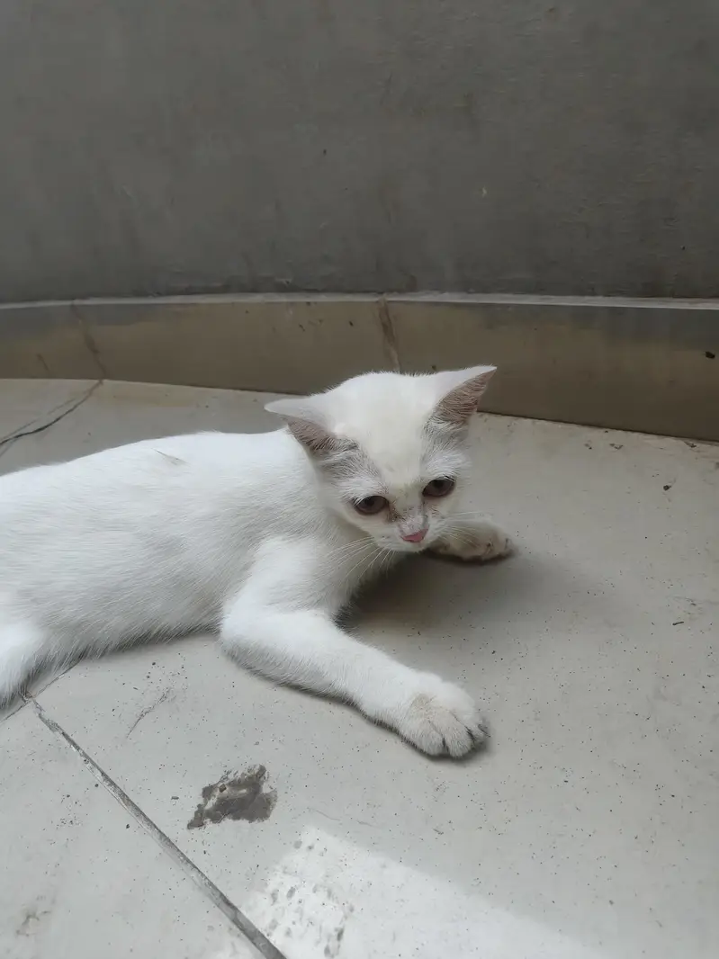 beautiful white cat — photo 2