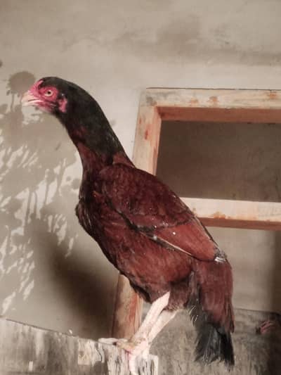 Aseel pair for sale miawali murgi lakha murga & incubator for sale