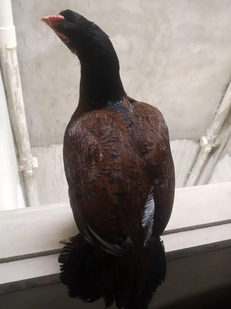 Aseel pair for sale miawali murgi lakha murga & incubator for sale — photo 2