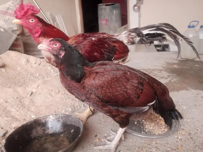 Aseel pair for sale miawali murgi lakha murga & incubator for sale — photo 3