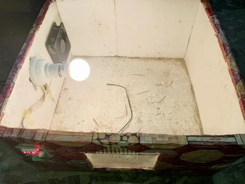 Aseel pair for sale miawali murgi lakha murga & incubator for sale — photo 5
