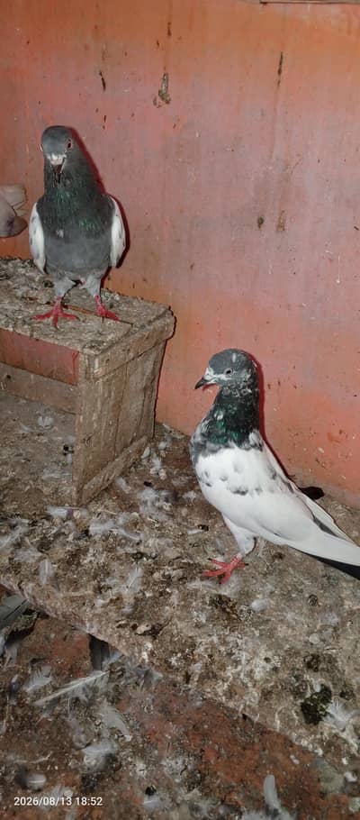 pigeon pair 2