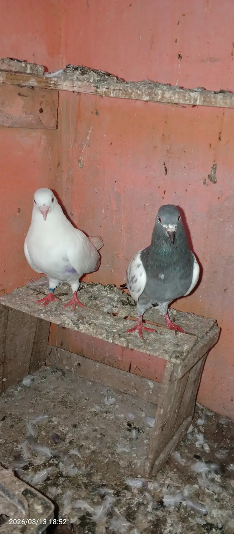 pigeon pair 2 — photo 2