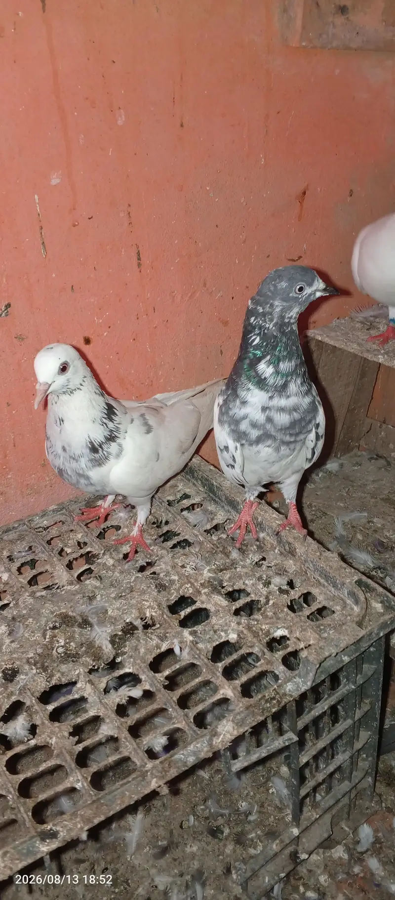 pigeon pair 2 — photo 3