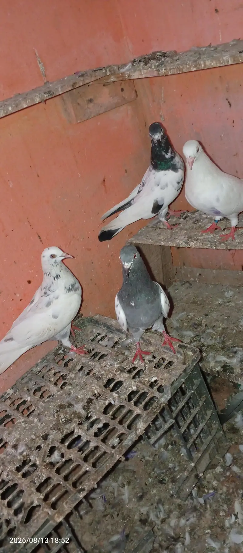 pigeon pair 2 — photo 4