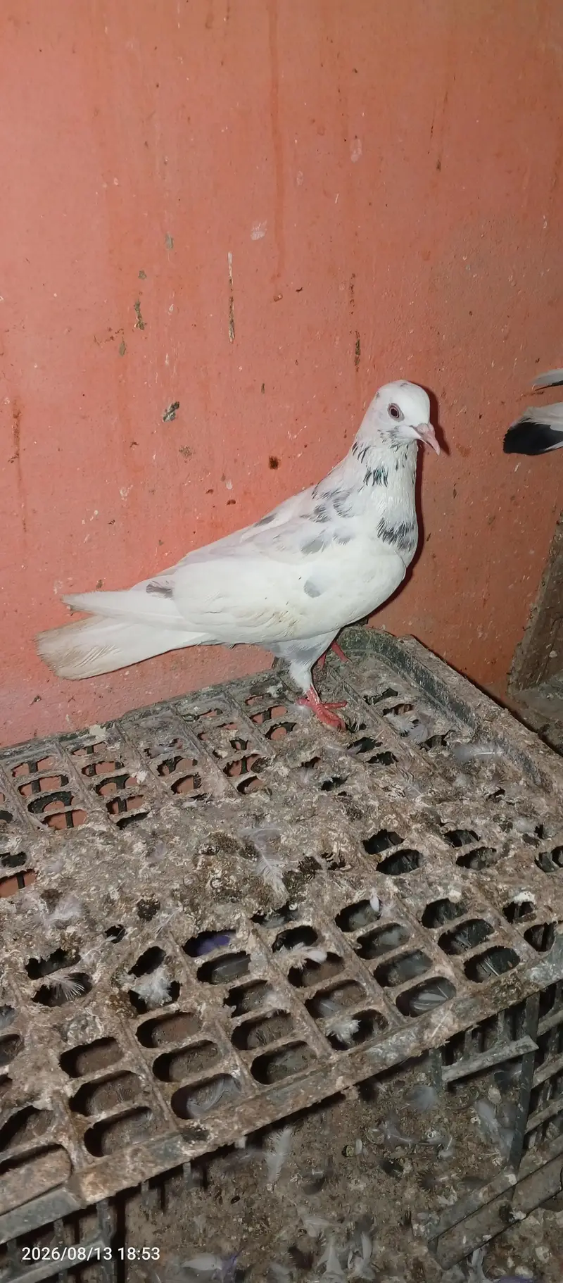 pigeon pair 2 — photo 5