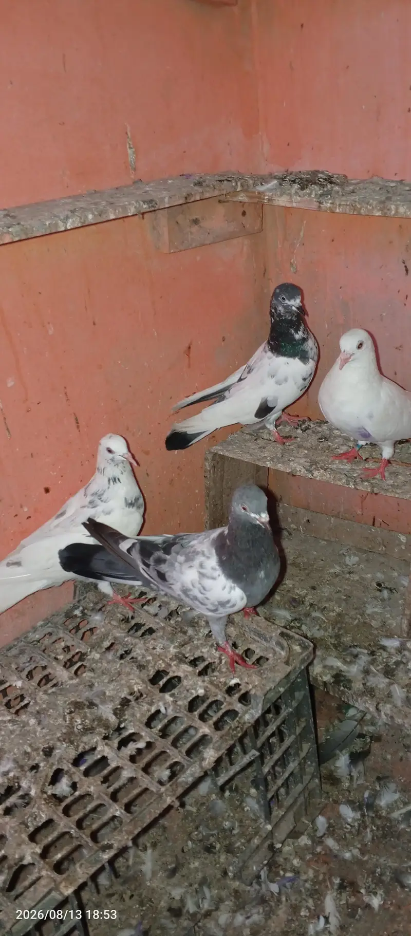 pigeon pair 2 — photo 6