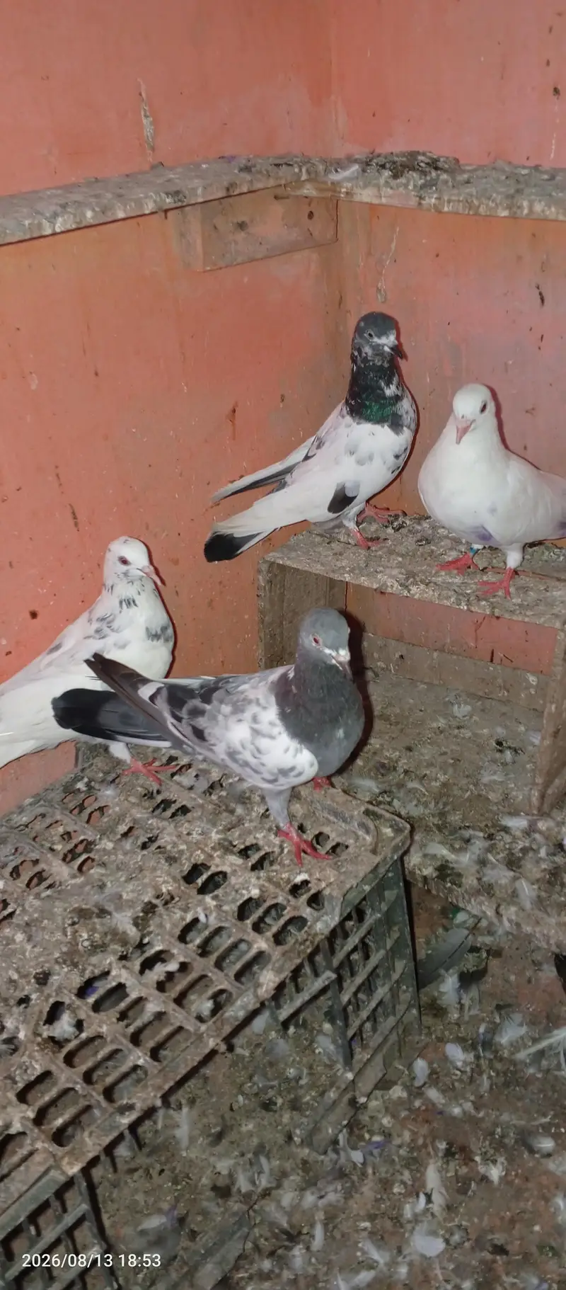 pigeon pair 2 — photo 7