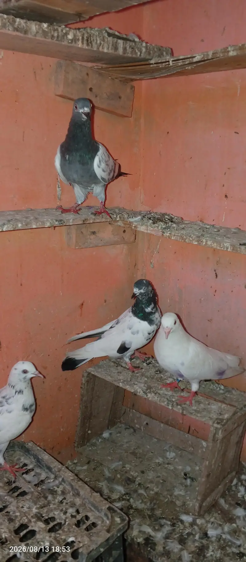 pigeon pair 2 — photo 8