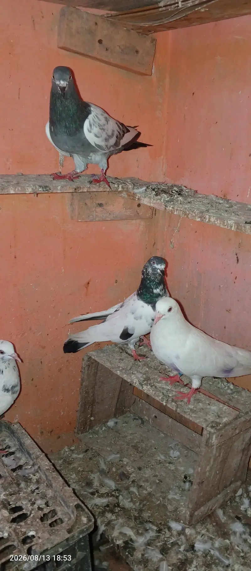 pigeon pair 2 — photo 9