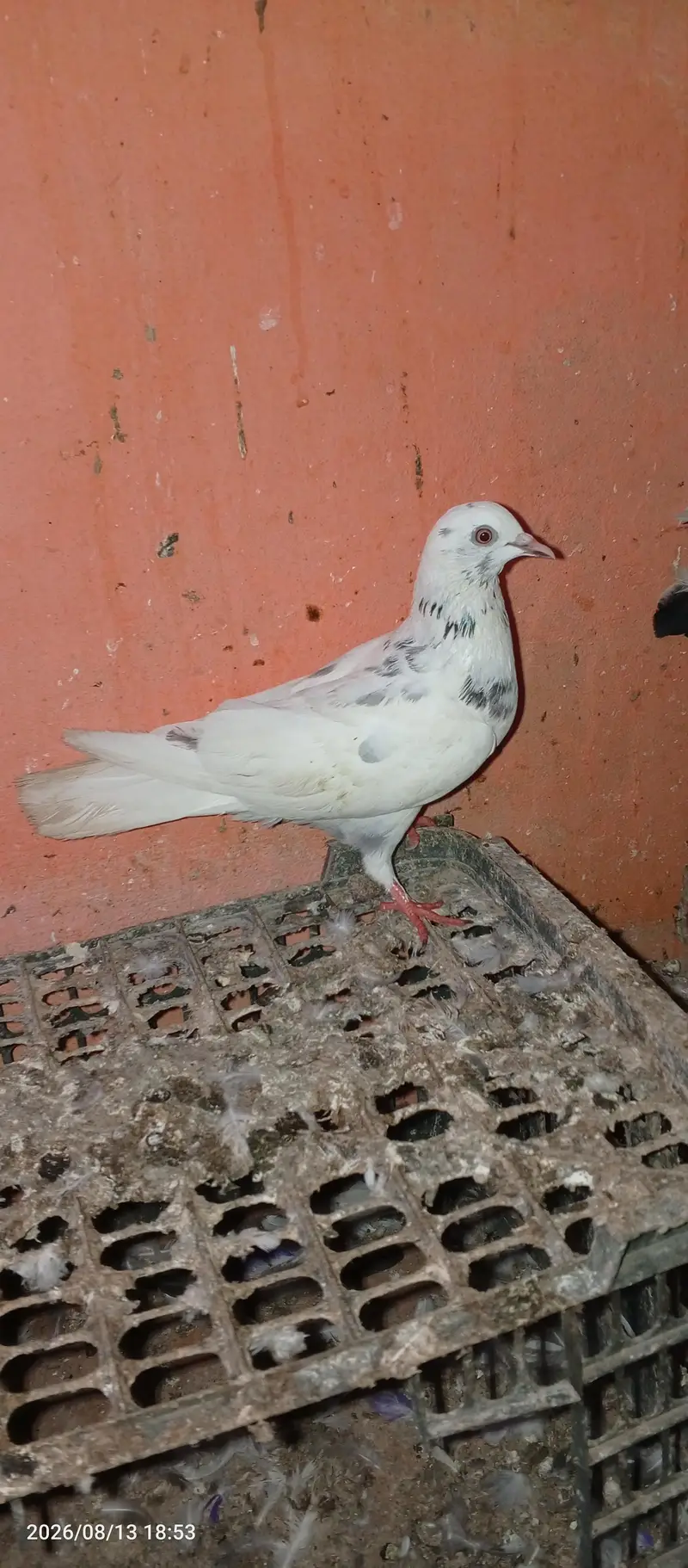 pigeon pair 2 — photo 10