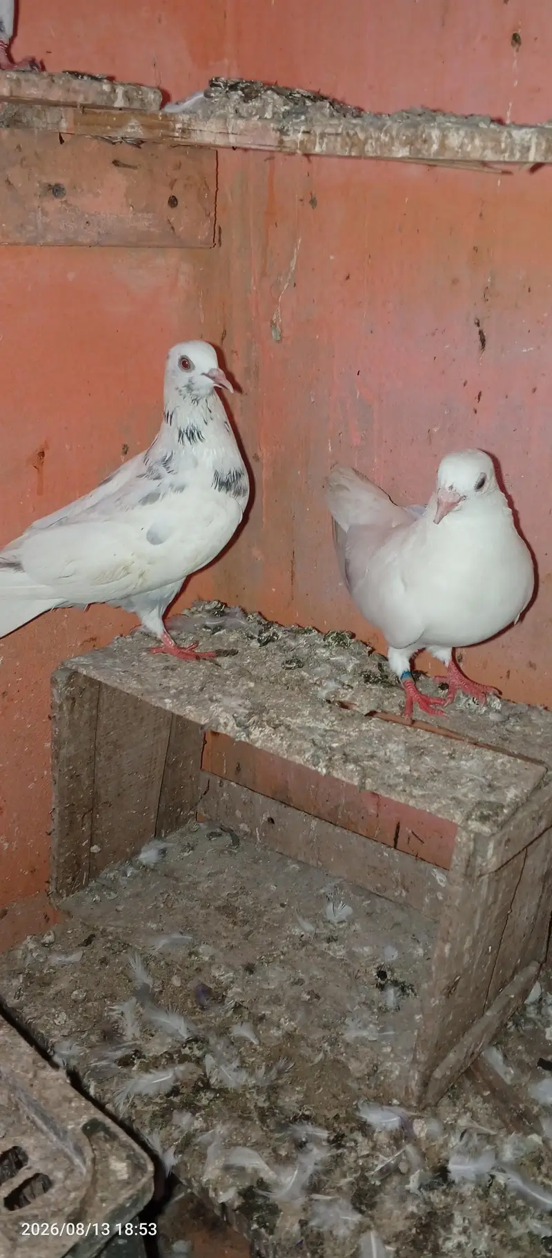 pigeon pair 2 — photo 11
