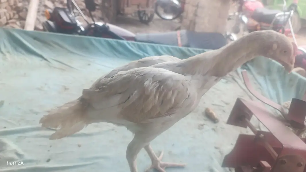 Aseel shame /shamo /white shamo / German shamo/king size /chicks — photo 2