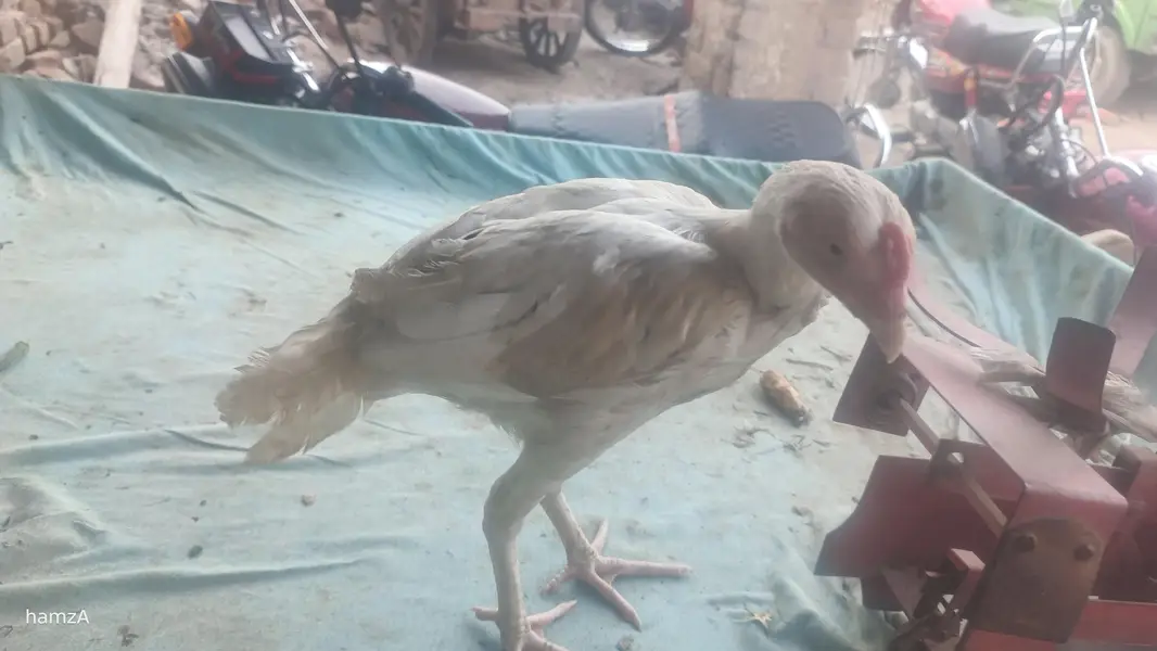 Aseel shame /shamo /white shamo / German shamo/king size /chicks — photo 3