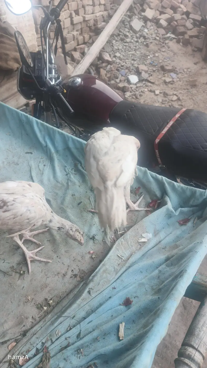 Aseel shame /shamo /white shamo / German shamo/king size /chicks — photo 4