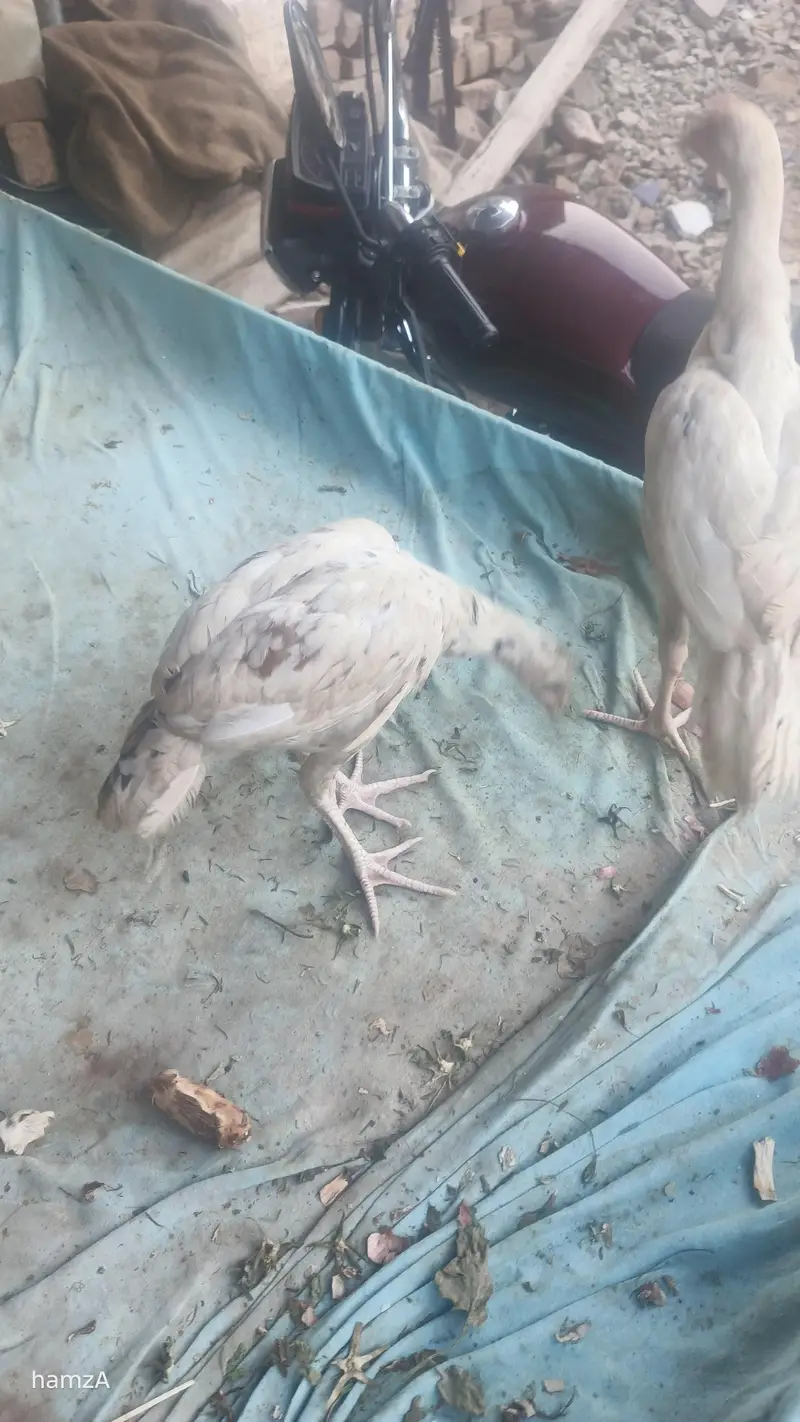 Aseel shame /shamo /white shamo / German shamo/king size /chicks — photo 5