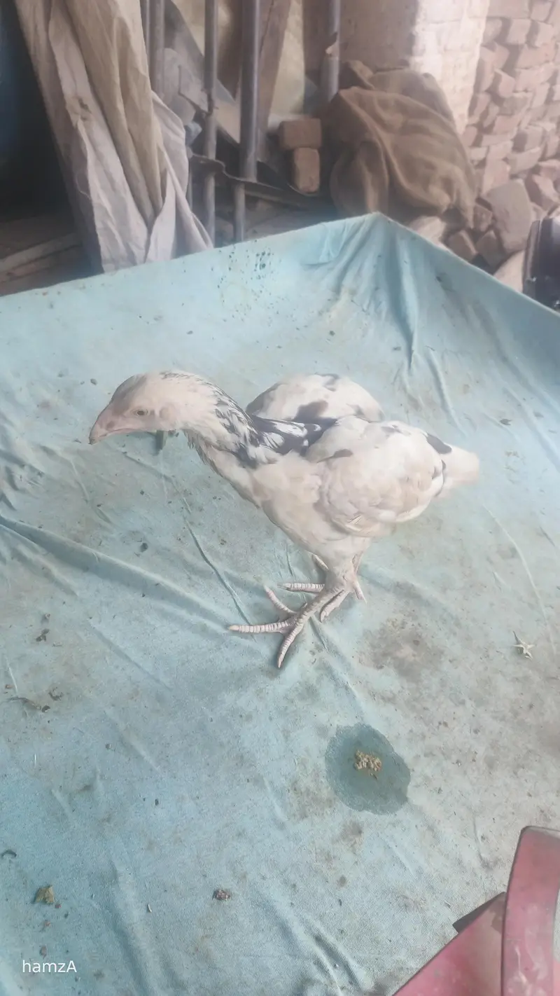 Aseel shame /shamo /white shamo / German shamo/king size /chicks — photo 6