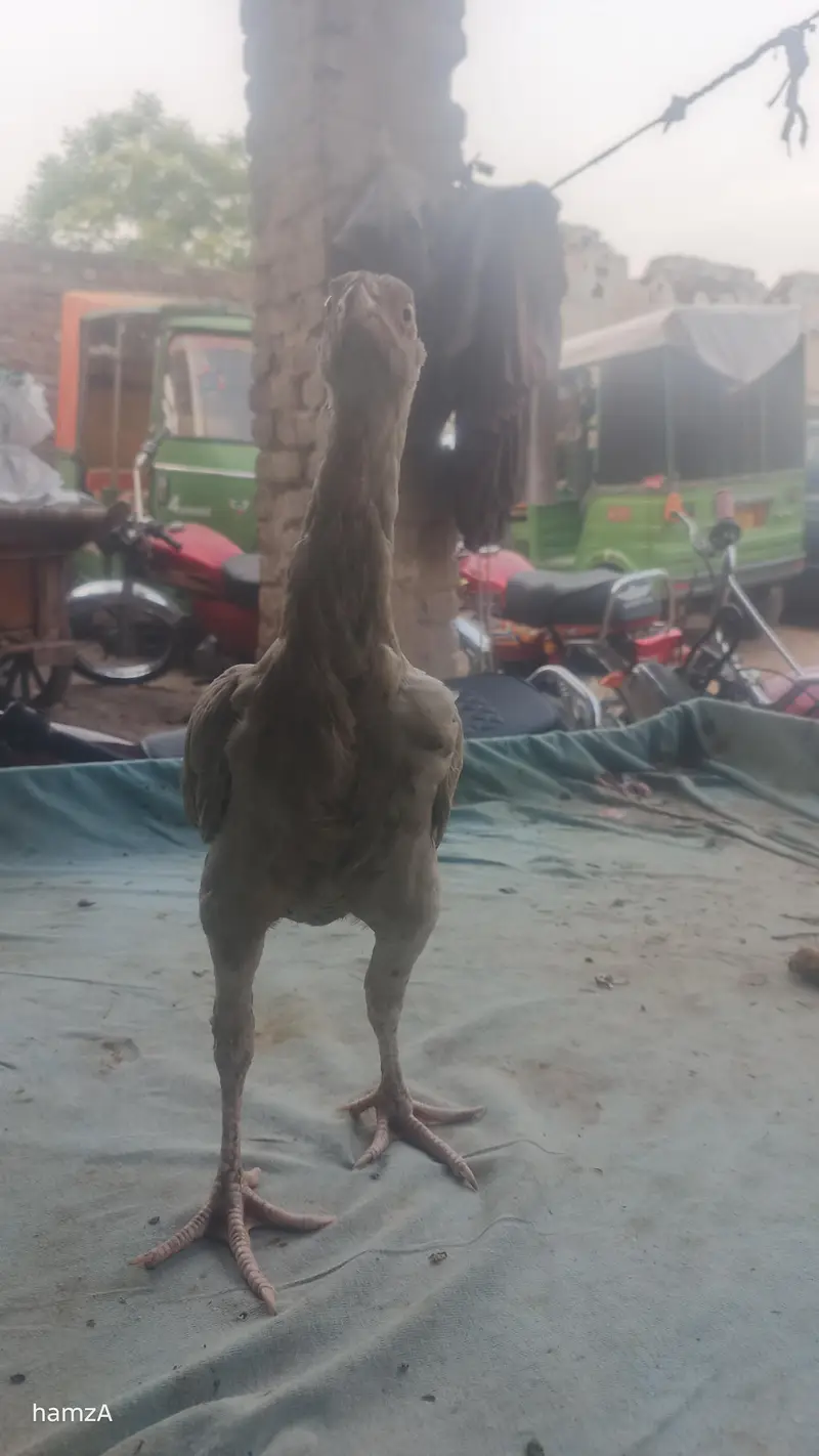 Aseel shame /shamo /white shamo / German shamo/king size /chicks — photo 7