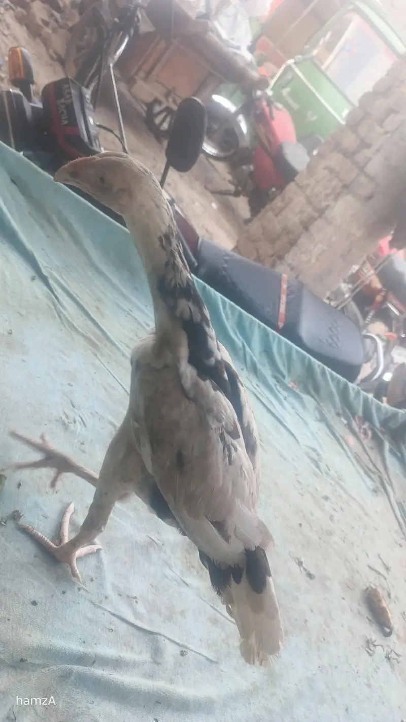 Aseel shame /shamo /white shamo / German shamo/king size /chicks — photo 8